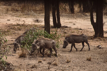 Família de Javali comendo, Kruger Park