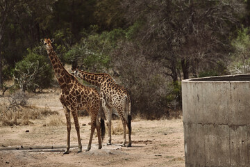 Famílias de girafas comendo,  Kruger Park