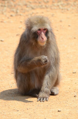 サル
