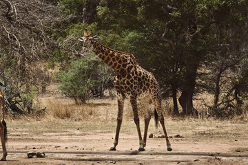 Girafa olhando pra frente, Kruger Park