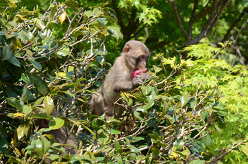 Obraz premium サル