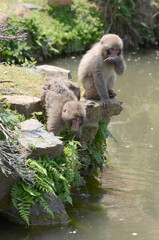 サル