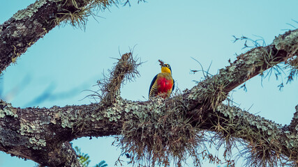 Pájaro carpintero arco iris sobre la rama de un árbol en el Parque Nacional Iguazú