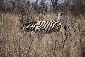 Fototapeta na wymiar Zebra comendo 