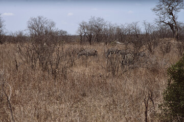 Fam&iacute;lia de zebras comendo, Kruger Park