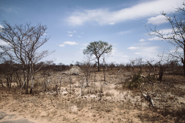 Sanvana, Kruger Park 