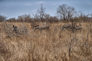 Fototapeta na wymiar Família de zebras comendo, Kruger Park