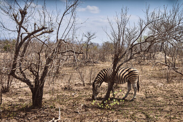 Zebra comendo 