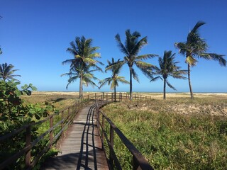 
Coconut palms on Atalaia beach in Sergipe