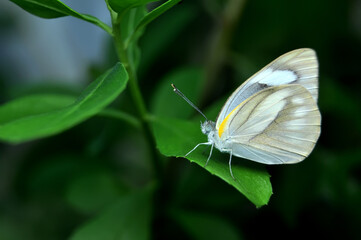 Appias libythea butterfly, the striped albatross is a small butterfly of the family Pieridae