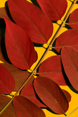 The close-up shot of deep red leaves on a deep yellow background. The conceptual vertical photo was shot for your progressive design.