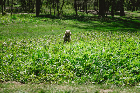 Happy little orange havanese puppy dog is sitting in the grass. High quality photo