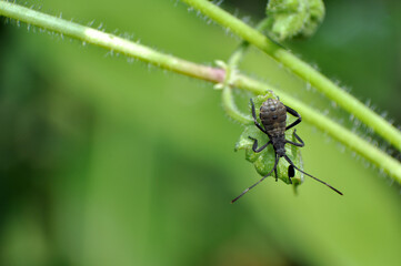 anasa tristis