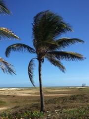 Fototapeta premium Coconut palms on Atalaia beach in Sergipe