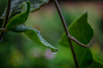 Gota de agua