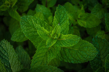 Planta de menta en el patio