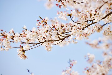 the blue sky and cherry blossoms in full bloom.