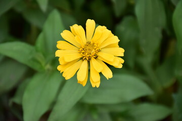 Zinnia flowers with natural blurred background.