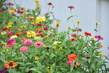 Zinnia flowers with natural blurred background.