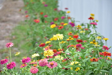 Obraz na płótnie Canvas Zinnia flowers with natural blurred background.