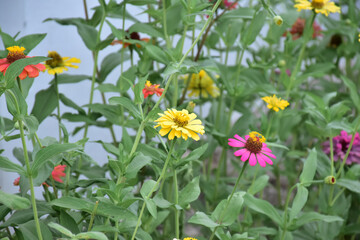 Zinnia flowers with natural blurred background.