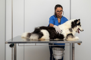 Hispanic veterinarian examining a Siberian husky dog