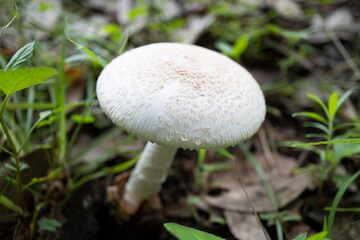 キノコ／白いフクロツルタケを斜め上からアップ／Amanita volvata