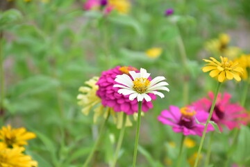 Obraz premium Zinnia flowers with natural blurred background.