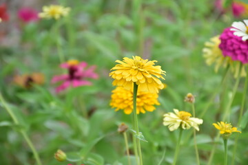 Zinnia flowers with natural blurred background.