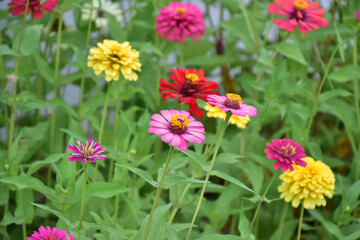 Zinnia flowers with natural blurred background.