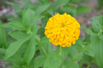 Zinnia flowers with natural blurred background.