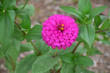 Zinnia flowers with natural blurred background.