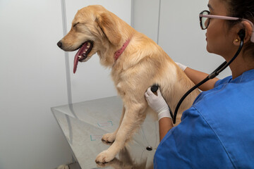 Hispanic veterinarian examining a dog