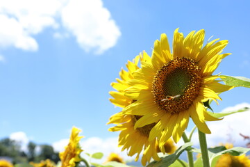 ひまわりと青空