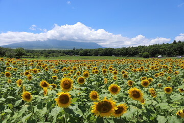 Obraz premium ひまわりと青空