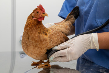 Veterinary doctor examining a mini chicken
