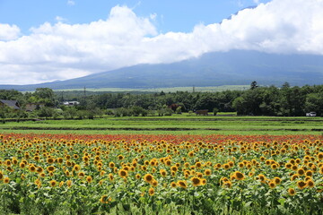 Fototapeta premium ひまわりと青空