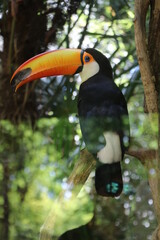 Fototapeta premium toucan on a branch
