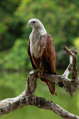 Brahminy Kite perching on a perch with blur forest blackground