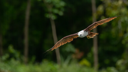 Brahminy Kite gliding with wings fully spread