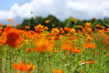 キバナコスモスの風景