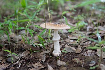 キノコ／イボテングタケの成菌 ／Amanita ibotengutake 