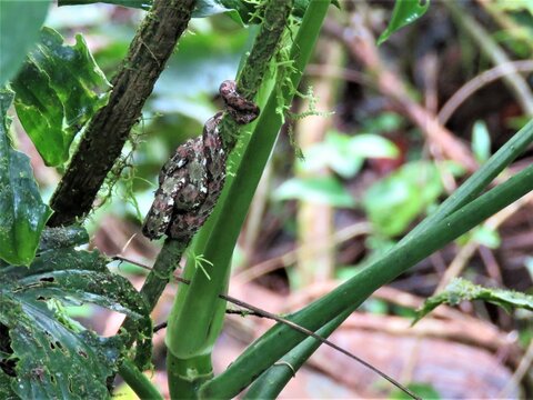 Fer de lance snake in Costa Rica