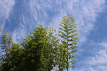 空高く青い竹
