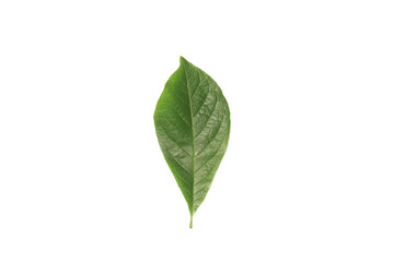 Obraz premium A green leaf on a white background