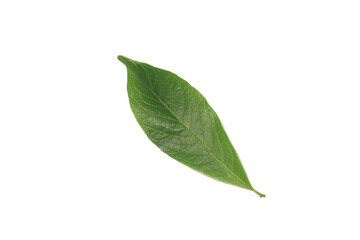 Fototapeta na wymiar A green leaf on a white background