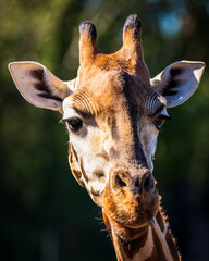 close up of a giraffe