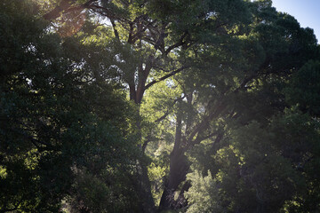 sunlight through trees
