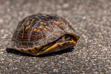 Small turtle hiding while attempting to cross the paved sidewalk