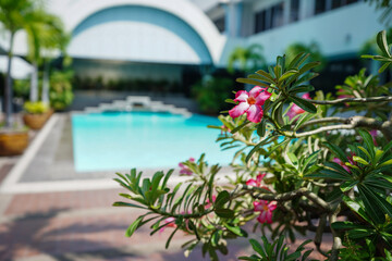 Fototapeta na wymiar Closeup pink flower and blur backgroud swimming pool in hotel
